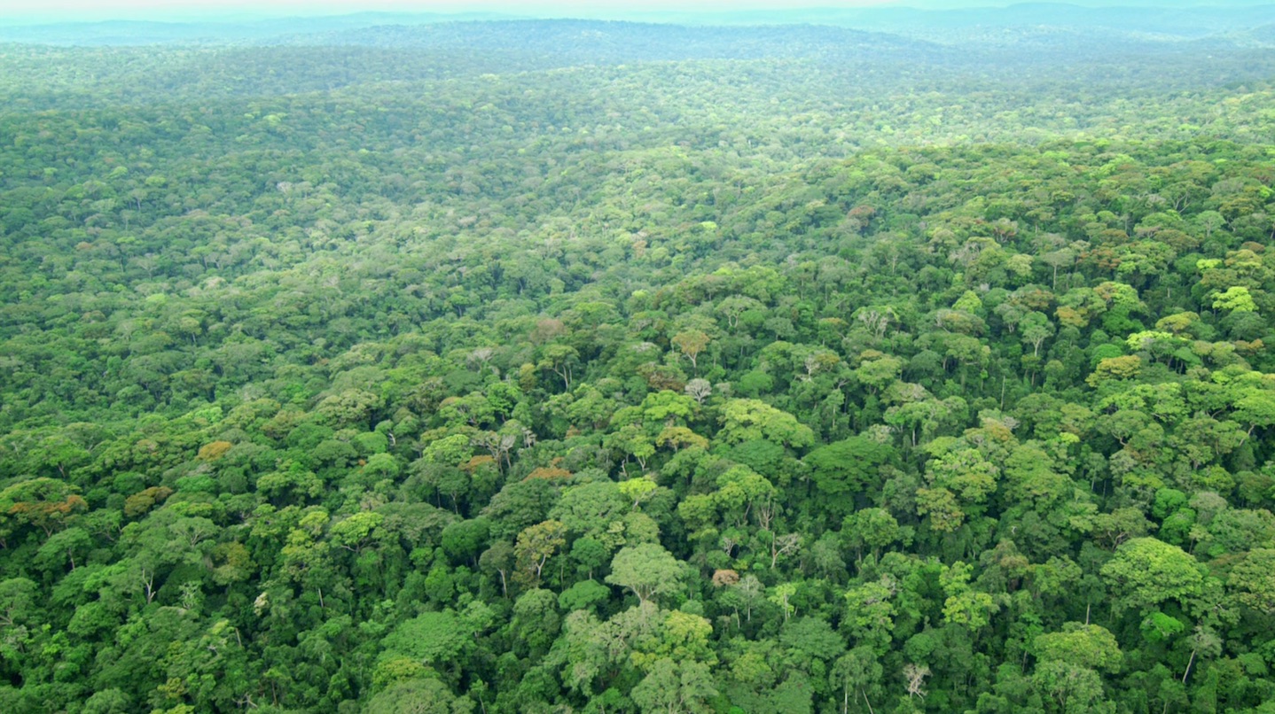 Amazonische Pflanzenmedizin & Amazonas    projekte im Vortrag